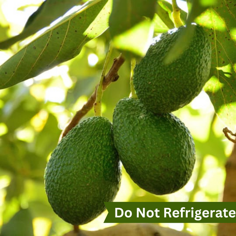 Hass Avocado Imported