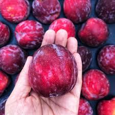 Plums From China