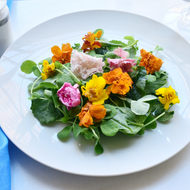 Edible Flowers