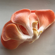 Exotic Mushrooms