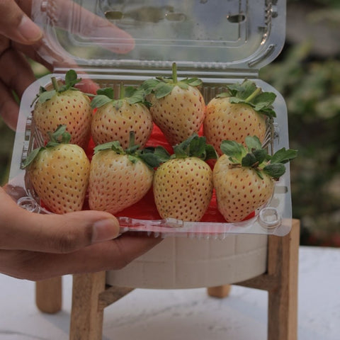 Pineberry-White Pearl