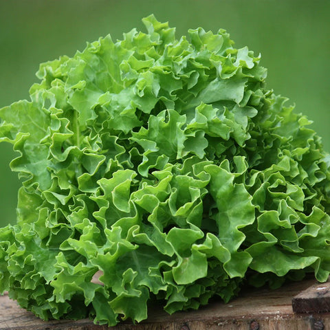 Curly Green Lettuce (Hydroponically Grown)