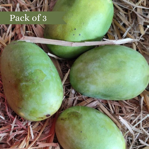 Mango Dudhia Malda (Certified Organic) Pack of 3