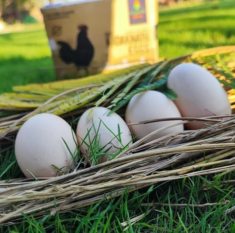 Organic Kadaknath Eggs