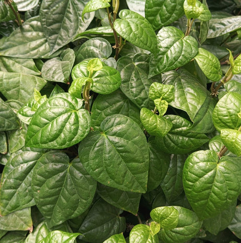 Hydroponic Betel Leaves (Paan)