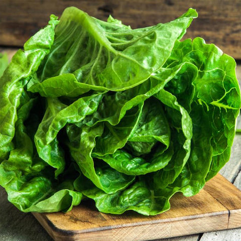 Romaine Lettuce (Hydroponically Grown)