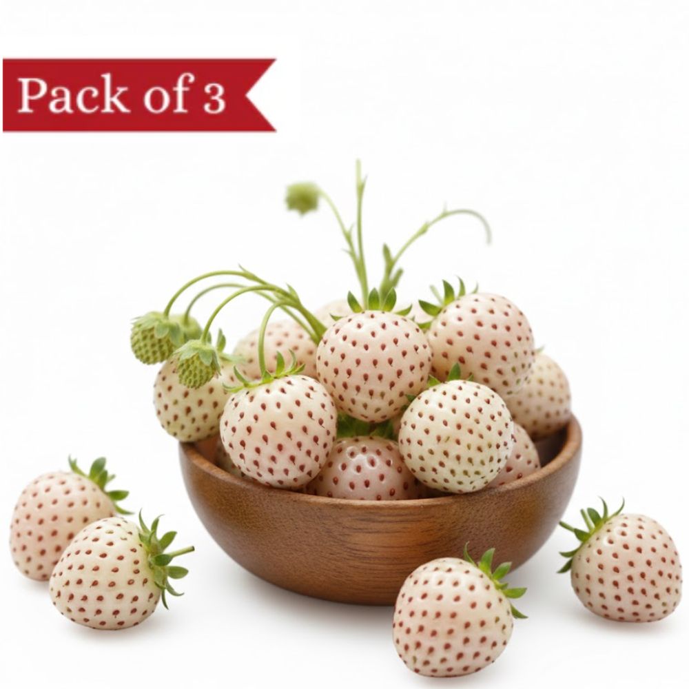 Pineberry-White Pearl (Pack of 3) – Kaze Living