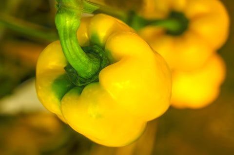 Capsicum yellow  (Naturally Grown)