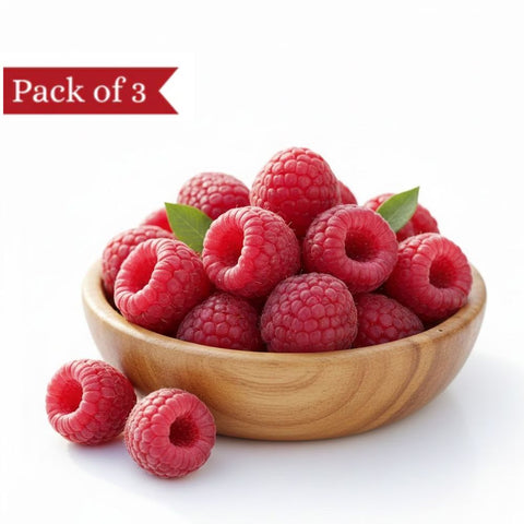 Jumbo Himalayan Raspberry (Pack of 3)