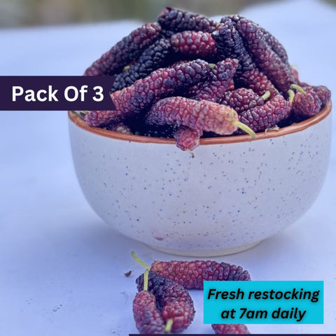 Mulberry (shahtoot) (Pack of 3)