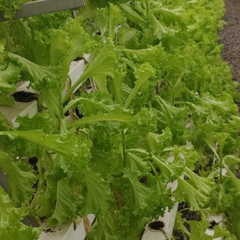 Green Lettuce With Salad Dressing (Hydroponically Grown)