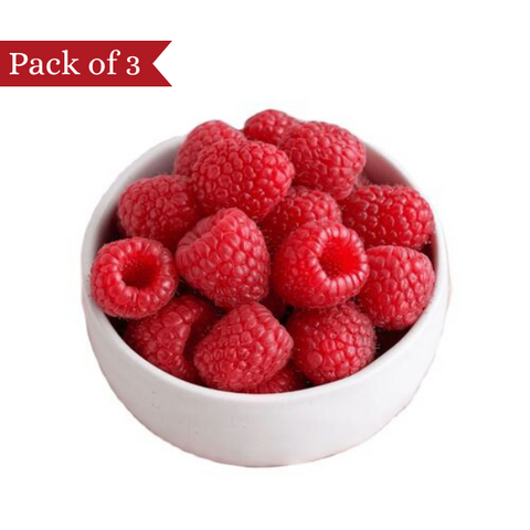 Jumbo Himalayan Raspberry (Pack of 3)