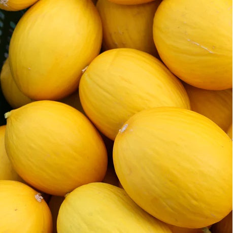 Sun Melon From Tamil Nadu