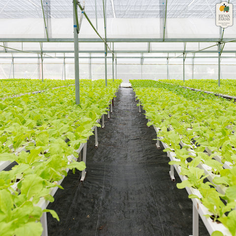 Spinach (Hydroponically Grown)