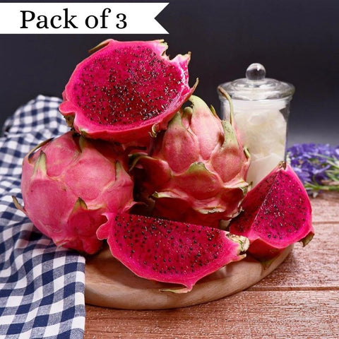Purple Dragonfruit from Vietnam (Pack of 3)