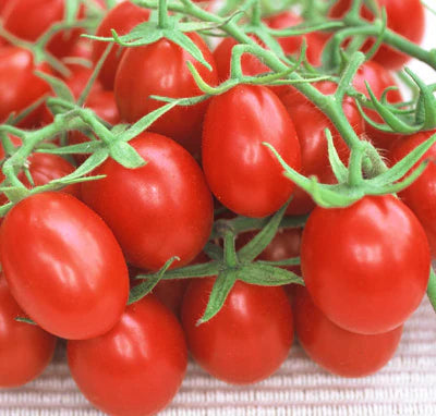 Red Vine Tomato from  Netherlands