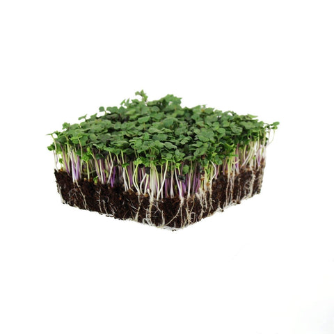 Assorted Live Mix Microgreens (Hydroponically Grown)