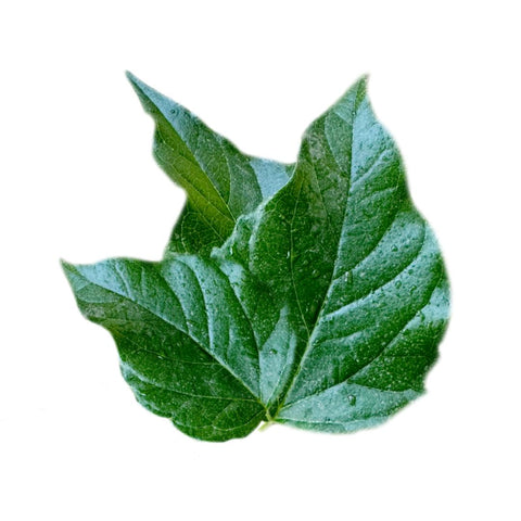 Parijaat Leaves (Naturally Grown)