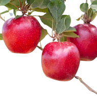 Flash Gala Apple 2Pc