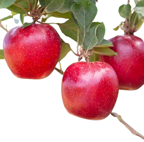Flash Gala Apple 2Pc