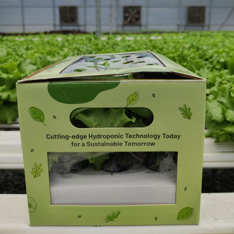 Hydroponic Farm In Box (Baby Lettuce Mix)