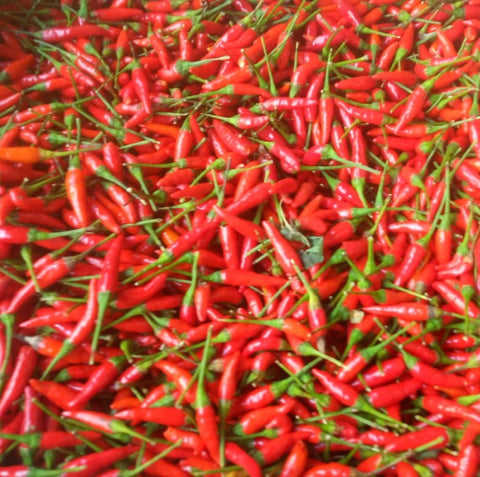 Bird Chilli From Thailand