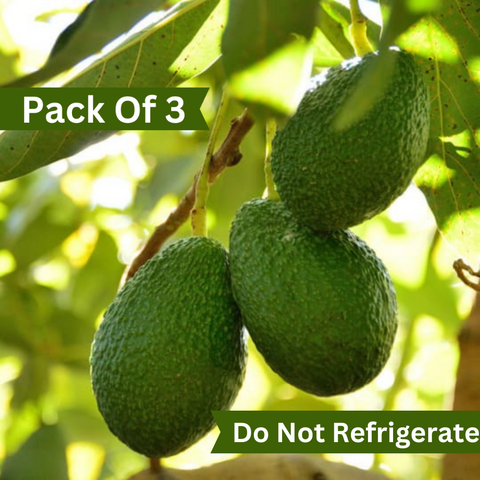 Hass Avocado Imported (Pack of 3)