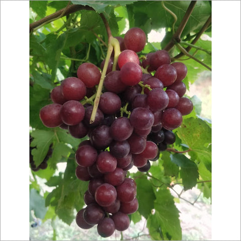 Red Globe Grapes from China