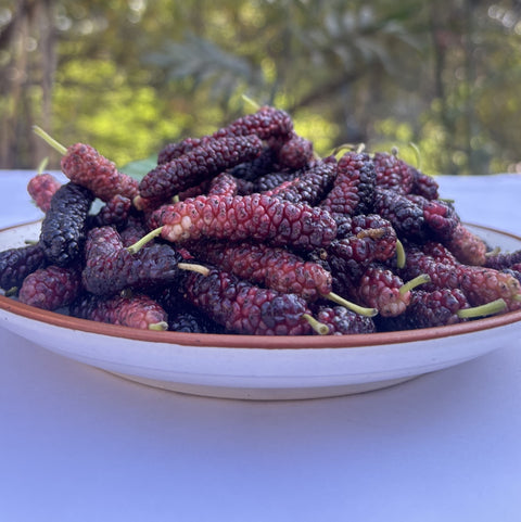 Mulberry Red (shahtoot)