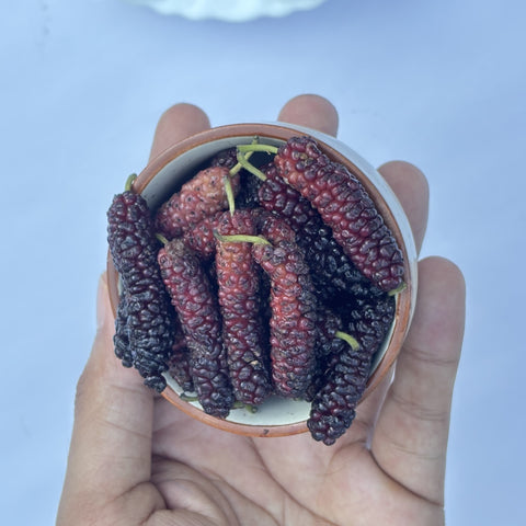 Mulberry Red (shahtoot) (Pack of 3)