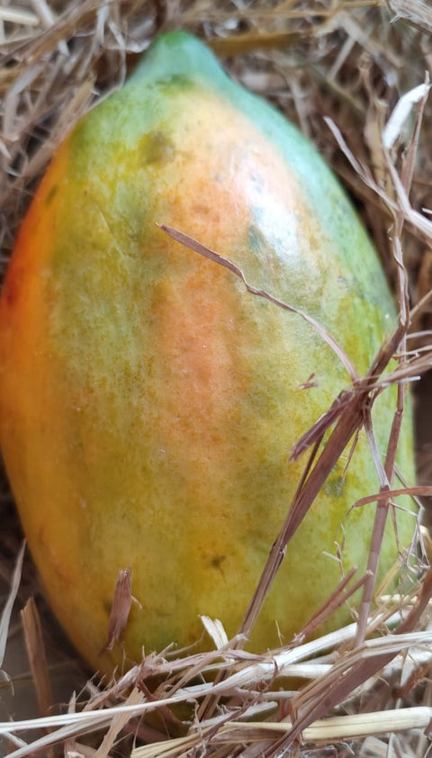 Papaya (Certified Organic)