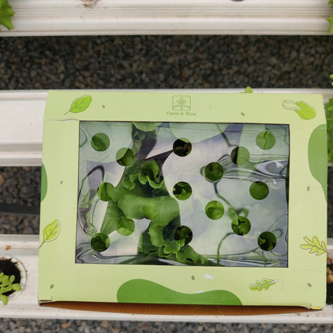 Hydroponic Farm In Box (Baby Lettuce Mix)