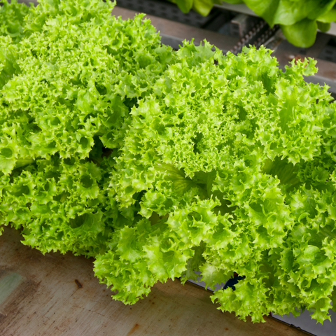Hydroponic Green Locarno Lettuce