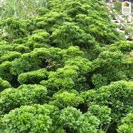 Parsley (Hydroponically Grown)