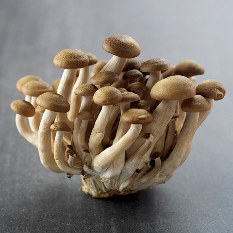 Shimeji - Brown Mushroom