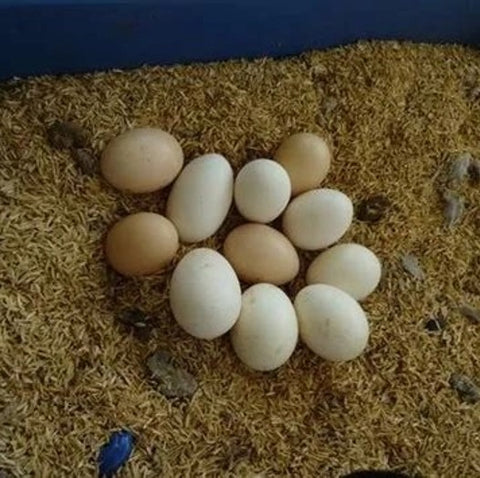 Organic Acre Kadaknath Eggs  6 Pcs