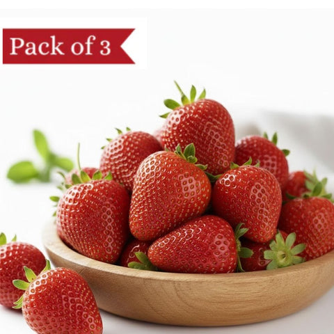Jumbo Himalayan Strawberry (Pack of 3)