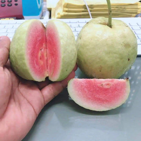Red Diamond Guava