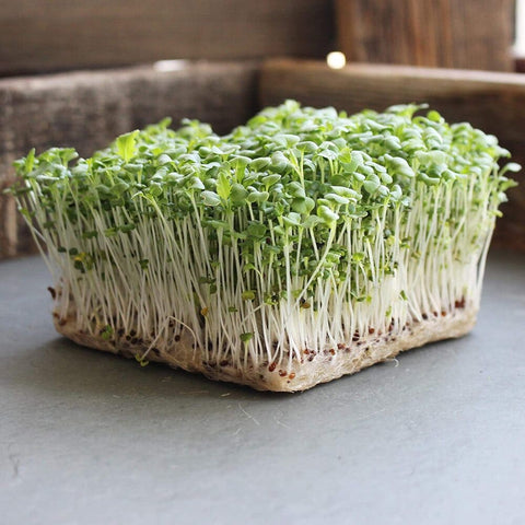 Live Japanese Mustard Microgreens (Hydroponically Grown)