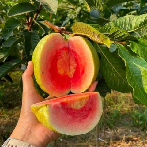 Red Diamond Guava