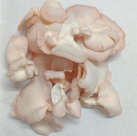 Pink Oyster Mushroom