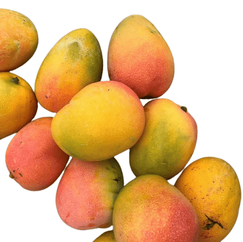 Pairi Mango (Certified Organic)