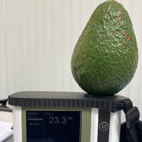 Hass Avocado (Imported)