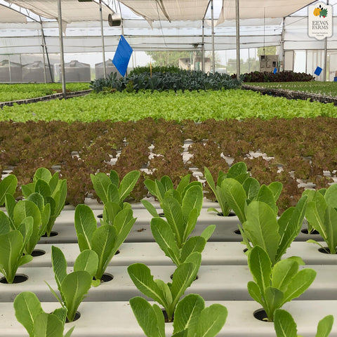 Lettuce Romaine (Hydroponically Grown)