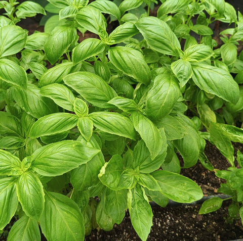 Hydroponic Italian Basil