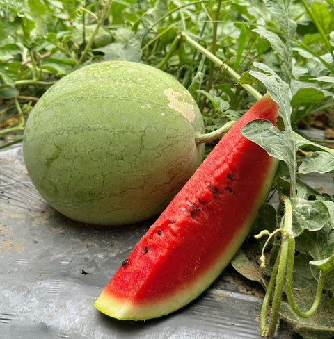 Jannat Watermelon (Naturally Grown)