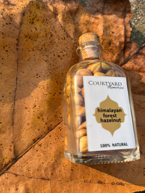 Himalayan forest hazelnut