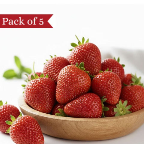 Jumbo Himalayan Strawberry (Pack of 5)