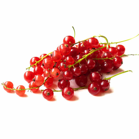 Red Currants From Netherlands