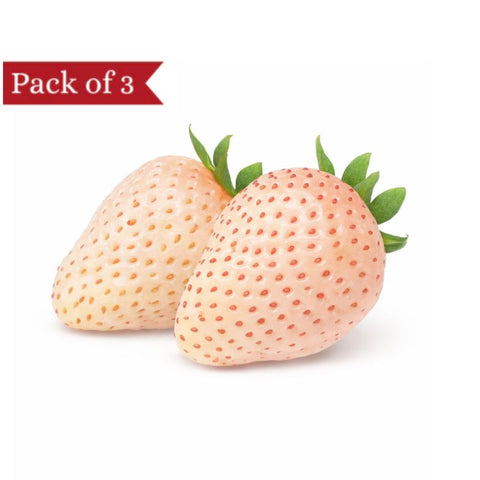 Pineberry-White Pearl (Pack of 3)